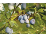 Hornbach Bio Frühzwetschge FloraSelf Bio Prunus domestica 'Wangenheims Frühe' H 100-150 cm Co 7,5 L selbstfruchtend