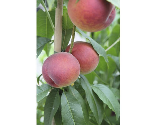 Bio Pfirsich FloraSelf Bio Prunus persica &amp;#39;Roter Weinbergpfirsich ...