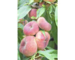 Hornbach Bio Pfirsich FloraSelf Bio Prunus persica 'Saturn' Stammhöhe 60 cm Gesamthöhe ca. 100-120 cm Co 7,5 L selbstfruchtend