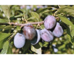 Hornbach Bio Zwetschge FloraSelf Bio Prunus domestica 'Hanita'® H 100-150 cm Co 6 L