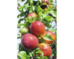 Hornbach Säulen-Pflaume Ruby FloraSelf Bio Prunus domestica 'Columnar Ruby' H 130-150 cm Co 7,5 L Selbstbefruchter