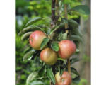 Hornbach Bio Zwerg-Apfel FloraSelf Bio Malus domestica 'Delgrina' Stammhöhe 40 cm Gesamthöhe H 60-0 8cm Co 7,5 L
