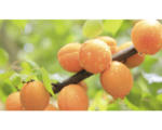 Hornbach Bio Zwerg-Aprikose FloraSelf Bio Prunus armeniaca 'Orange Beauty' Stammhöhe 40 cm Gesamthöhe 60-80 cm Co 7,5 L