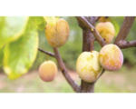 Hornbach Bio Säulenpflaume 'Aprimira' FloraSelf Bio Prunus domestica Starline® 'Aprimira' H 120-150 cm Co 7,5 L