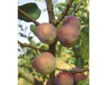 Hornbach Bio Pflaume Halbstamm FloraSelf Bio Prunus persica 'Königin Viktoria' Stammhöhe ca. 120 cm Co 7,5 L selbstfruchtend Historische/Alte Sorte