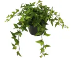 Hornbach Großblättriger Efeu FloraSelf Hedera helix hibernica Ø 13 cm Topf