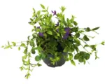 Hornbach Violettblühendes Immergrün FloraSelf Vinca minor 'Atropurpurea' Ø 13 cm Topf