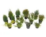 Hornbach Koniferen gemischt FloraSelf T13 cm L zufällige Sortenauswahl