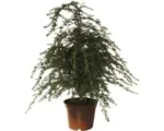 Hornbach Kanadische Hemlocktanne FloraSelf Tsuga canadensis H 40-60 cm Co 5 L