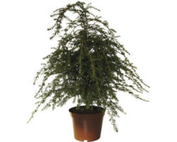 Kanadische Hemlocktanne FloraSelf Tsuga canadensis H 40-60 cm Co 5 L