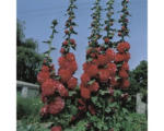 Hornbach Stockrose FloraSelf Alcea rosea 'Pleniflora' H 5-80 cm Co 0,5 L rot