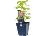 Hornbach Rittersporn FloraSelf Delphinium-Cultivars 'Astolat' H 5-60 cm Co 0,5 L