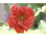 Hornbach Chilenische Nelkenwurz Flora Self Geum chiloense 'Mrs Bradshaw' H 10-20 cm Co 0,5 L