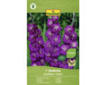 Hornbach FloraSelf Blumenzwiebel Gladiolen Violetta 7 Stk