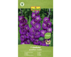 FloraSelf Blumenzwiebel Gladiolen Violetta 7 Stk