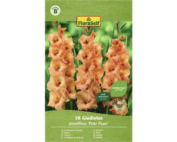 FloraSelf Blumenzwiebel Gladiolen Peter Pears 10 Stk
