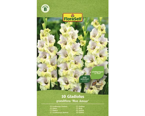 FloraSelf Blumenzwiebel Gladiolen Mon Amour 10 Stk