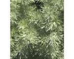 Hornbach Eberraute, Cola-Strauch Artemisia abrotanum H 5-20 cm Co 0,5 L