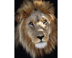 Hornbach Glasbild Lion Portrait 60x80 cm