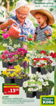 Pflanzen-Kölle Gartencenter Pflanzen-Kölle: Aktuelle Angebote - bis 24.03.2024