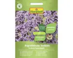 Hornbach Blumensamen FloraSelf Eisenkraut/Verbena bonariensis 'Noriko'