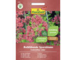 Hornbach Staudensamen FloraSelf Select Spornblume Centranthus ruber