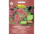 Hornbach Staudensamen FloraSelf Select Spornblume Centranthus ruber