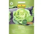 Hornbach Salatsamen FloraSelf Kopfsalat 'Dynamite'
