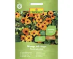 Hornbach Blumensamen FloraSelf Schwarzäugige Susanne 'Orange mit Auge'