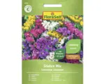 Hornbach Blumensamen FloraSelf Strandflieder 'Statice Mischung'