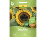 Hornbach Blumensamen FloraSelf Sonnenblume 'Gelber Diskus'