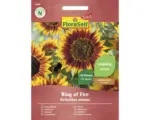 Hornbach Blumensamen FloraSelf Select Sonnenblume 'Ring of Fire'