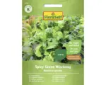 Hornbach Gemüsesamen Salatsamen FloraSelf Asia-Blattgemüse ' Spicy Green Mischung ' Saatband?
