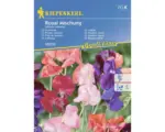 Hornbach Blumensamen Kiepenkerl Edelwicke 'Royal Mischung'