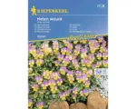 Hornbach Blumensamen Kiepenkerl Hornveilchen 'Helen Mount'