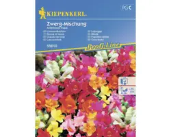 Blumensamen Kiepenkerl Löwenmäulchen 'Zwerg-Mischung'