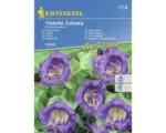 Hornbach Blumensamen Kiepenkerl Glockenrebe 'Violette Cobaea'