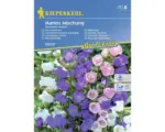 Hornbach Blumensamen Kiepenkerl Glockenblume 'Marien Mischung'