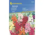 Hornbach Blumensamen Kiepenkerl Löwenmäulchen 'Serenade'