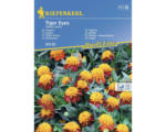 Hornbach Blumensamen Kiepenkerl Mischung 'Tiger Eyes'