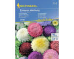 Hornbach Blumensamen Kiepenkerl Sommeraster 'Pompon Mischung'