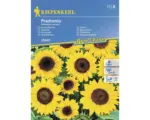 Hornbach Blumensamen Kiepenkerl Sonnenblume 'Pradomio'