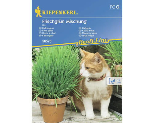 Katzengras Kiepenkerl