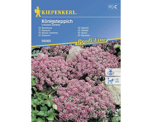 Blumensamen Kiepenkerl Steinkraut 'einjährig'