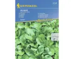 Hornbach Salatsamen Kiepenkerl Vogerlsalat/Feldsalat 'Accent'