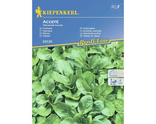 Salatsamen Kiepenkerl Vogerlsalat/Feldsalat 'Accent'