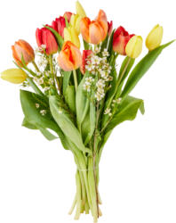 Bouquet de tulipes, 1 botte