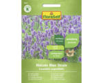 Hornbach Kräutersamen FloraSelf Lavendel 'Hidcote Blue Strain'