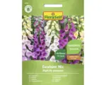 Hornbach Staudensamen FloraSelf Fingerhut 'Excelsior Mischung'