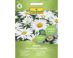 Staudensamen FloraSelf Margerite 'Alaska'